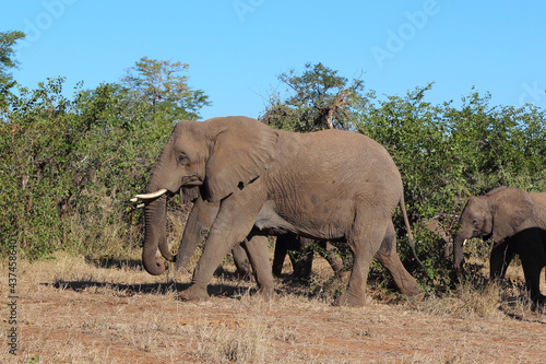 Afrikanischer Elefant   African elephant   Loxodonta africana...