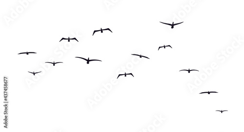 A flock of flying birds. Front view. Sea birds. Seagulls or albatrosses. Vector illustration