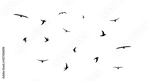 A flock of flying birds. Diverse mixed flock of different birds. Vector illustration