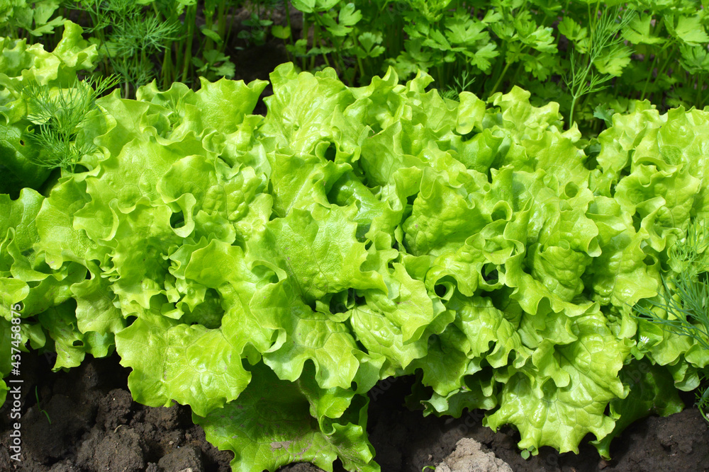 In the open ground grows lettuce (Lactuca sativa) In the open ground grows lettuce (Lactuca sativa)