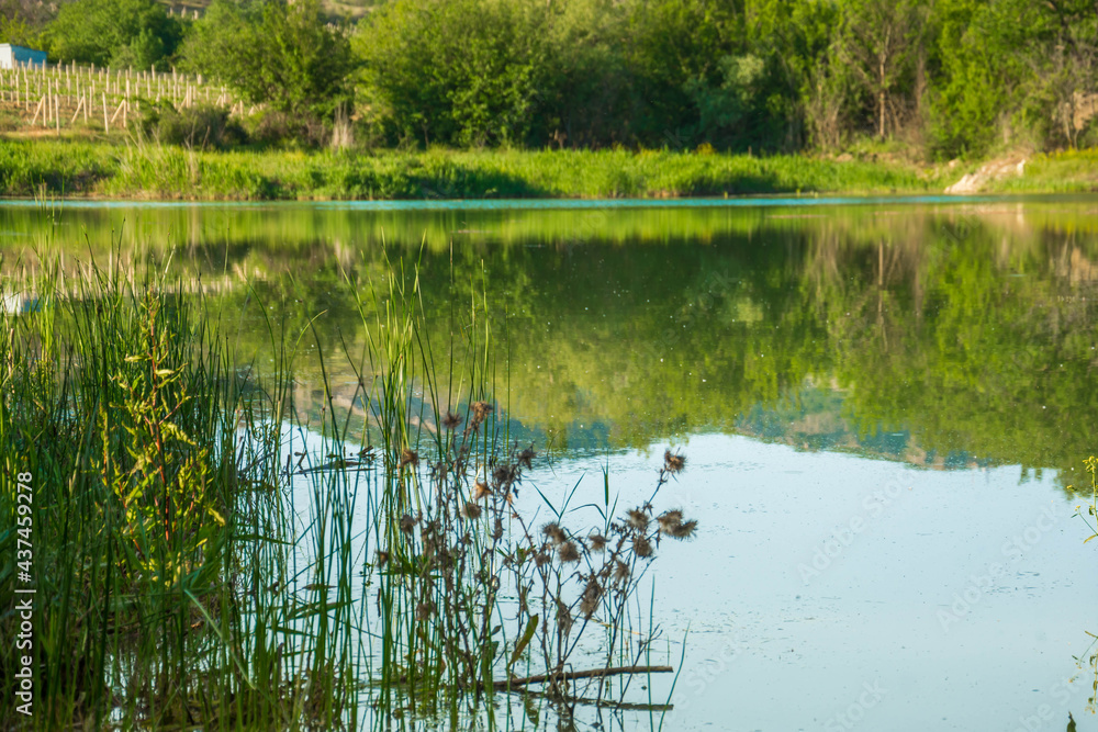 Forest Lake Forest Lake