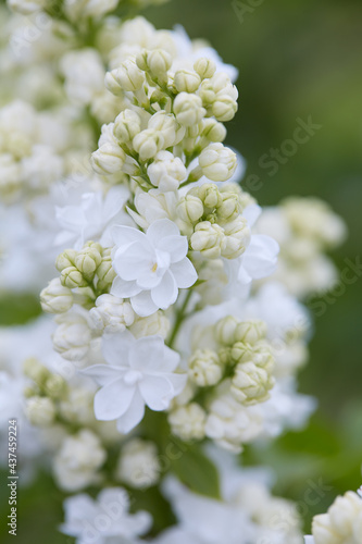 beautiful lilac flowers in a spring garden