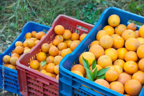 Just picked oval oranges inside boxes during harvest time in Sicily