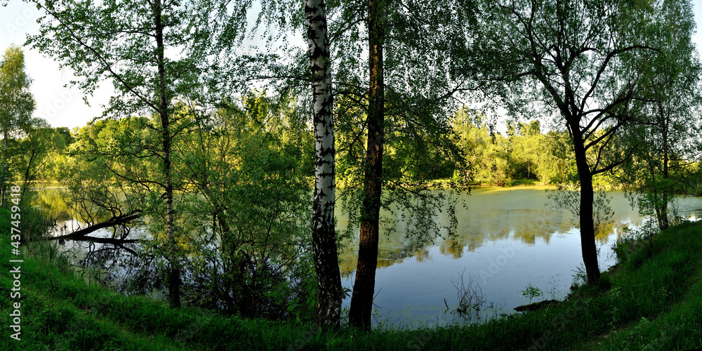 A summer walk through the forest, a beautiful panorama.