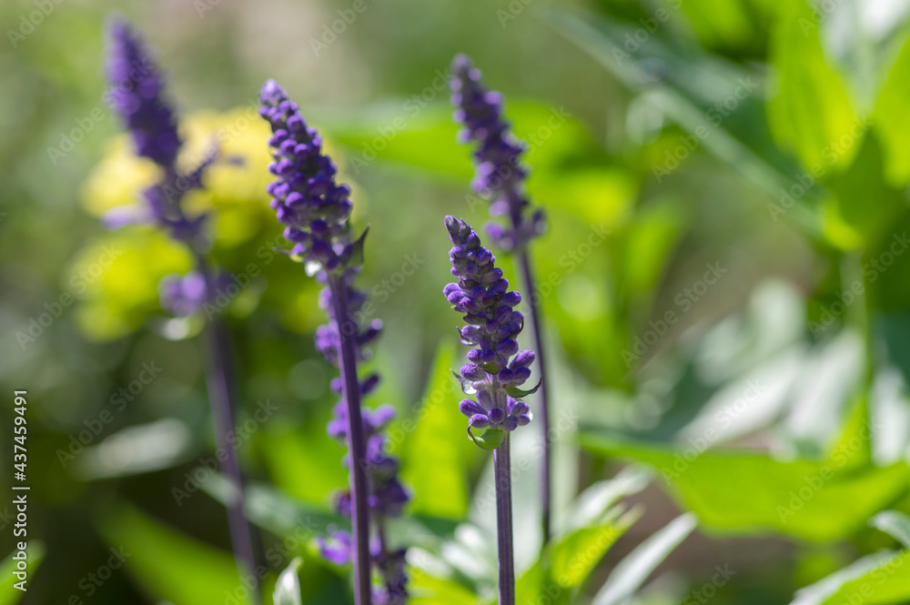 Salvia farinacea mealycup sage beautiful purple blue flowers in bllom, mealy sages flowering plants in the garden Salvia farinacea mealycup sage beautiful purple blue flowers in bllom, mealy sages flowering plants in the garden