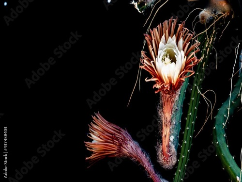 Königin der Nacht (Selenicereus grandiflorus) öffnet ihre Blüten nur für eine Nacht photo