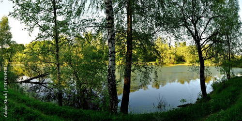 A summer walk through the forest  a beautiful panorama.