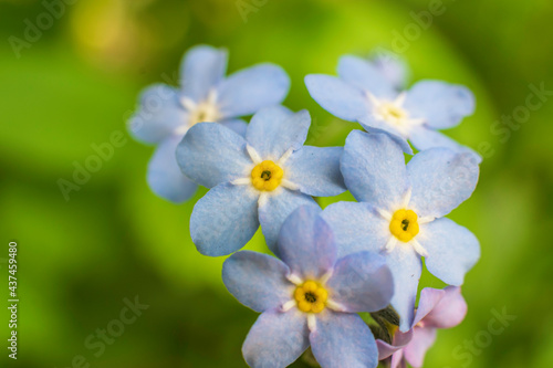 forget me not flowers © Steven Clough