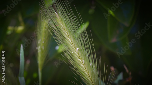 green wheat in the field