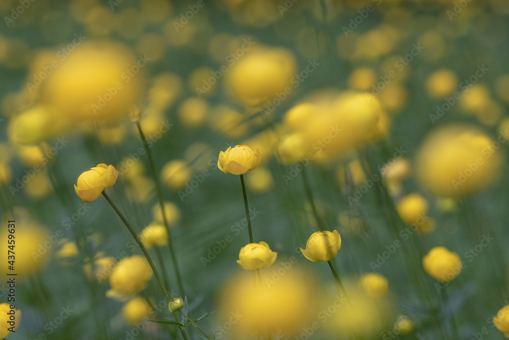 Fototapeta premium Dotterblumenpracht