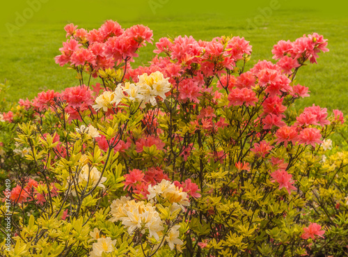 Blooming rhododendrons in May © Olesia Sarycheva