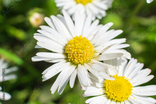 daisy flower