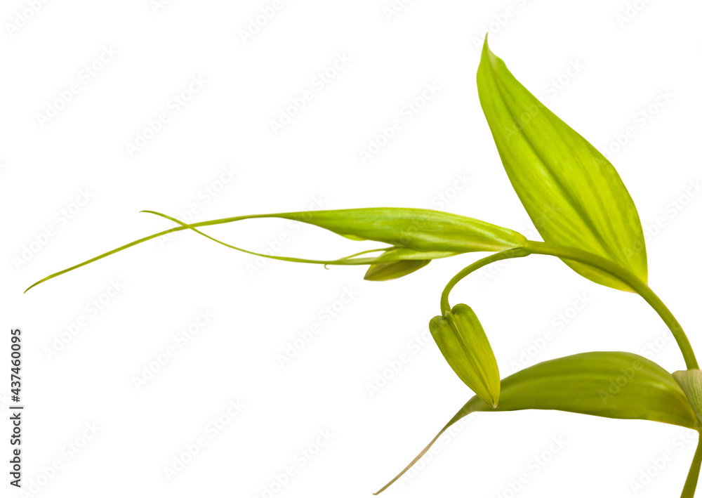 Obraz premium Bud Gloriosa lily on white background isolate