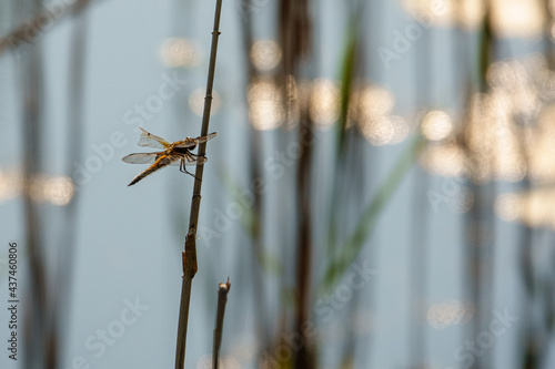 Wallpaper Mural  big dragonfly with a broken wing hangs on a reed Torontodigital.ca