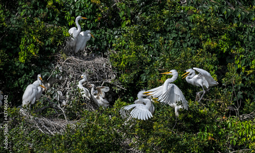 Families of young and adult egrets in a rookery photo