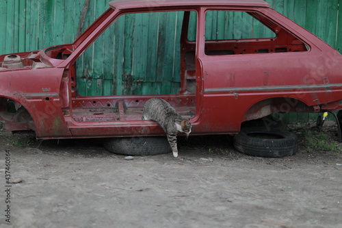 gray lonely cat gets out of an old red car