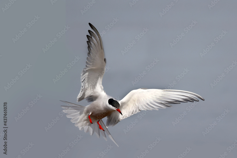 Common Tern flying and fishing Common Tern flying and fishing
