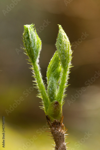 Devil's Club - Leaf-Out - Ginseng Family 