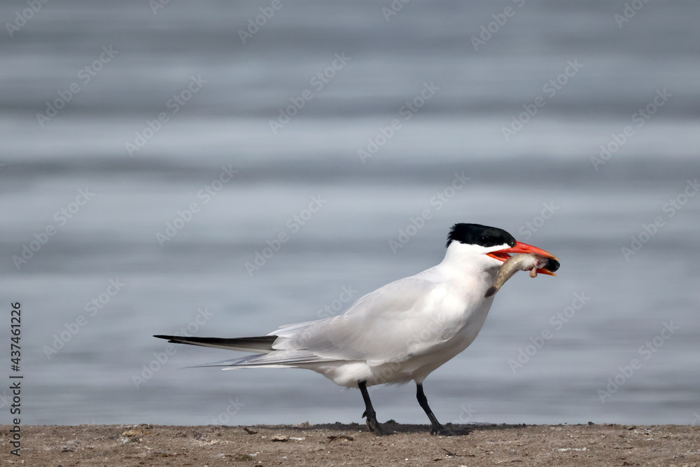 CAspian tern offering fish to mate, also gulls chasing them to take food off them before they land. Greedy ring billed gulls will steal food rather than catch their own
CAspian tern offering fish to mate, also gulls chasing them to take food off them before they land. Greedy ring billed gulls will steal food rather than catch their own