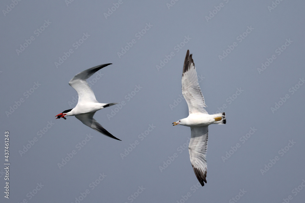 CAspian tern offering fish to mate, also gulls chasing them to take food off them before they land. Greedy ring billed gulls will steal food rather than catch their own
CAspian tern offering fish to mate, also gulls chasing them to take food off them before they land. Greedy ring billed gulls will steal food rather than catch their own