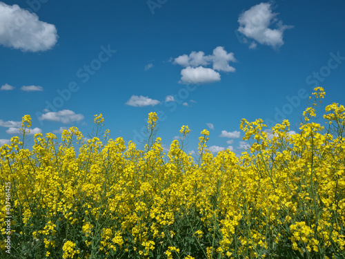 Blooming rapeseed on the background of the sky.