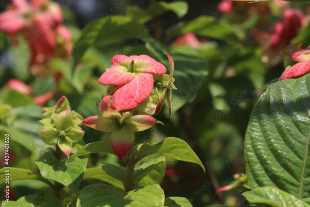 Bright red hydrangea as floral background in the Garden Bright red hydrangea as floral background in the Garden