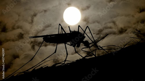 Wallpaper Mural Mosquito with Dark Atmosphere, Fog, Smoke, and Full Moon in Background Torontodigital.ca