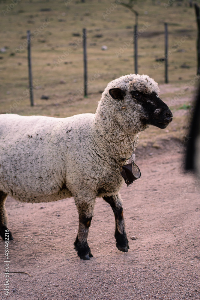 Fototapeta premium sheep on a farm