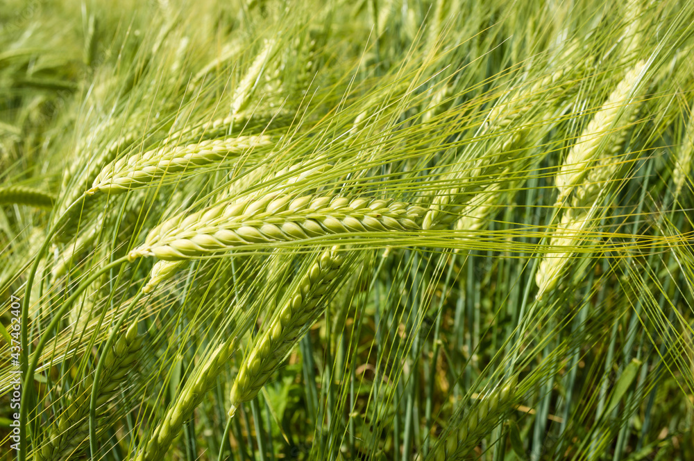 Green barley, wheat ear growing in agricultural field. Green unripe cereals. The concept of agriculture, healthy eating, organic food. Rogaska Slatina,Slovenia, South Styria. Green barley, wheat ear growing in agricultural field. Green unripe cereals. The concept of agriculture, healthy eating, organic food. Rogaska Slatina,Slovenia, South Styria.