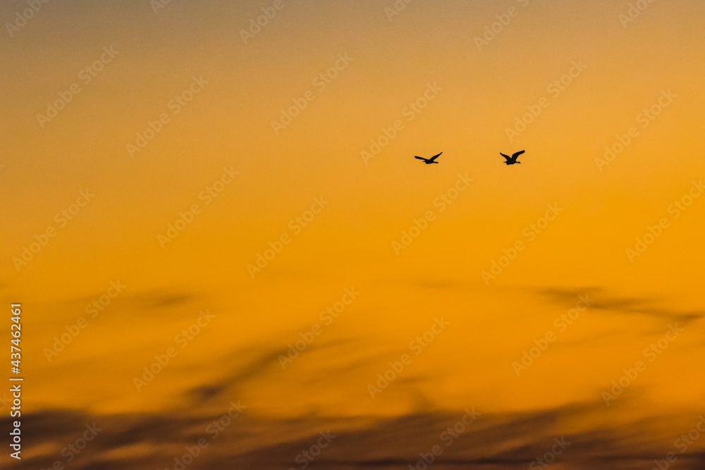 Naklejka premium Little Egrets at Sunset