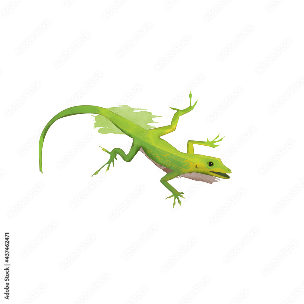 Naklejka premium Anoli caribbean small lizard
