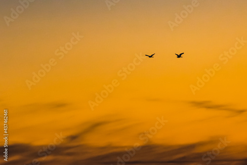 Little Egrets at Sunset © Rob