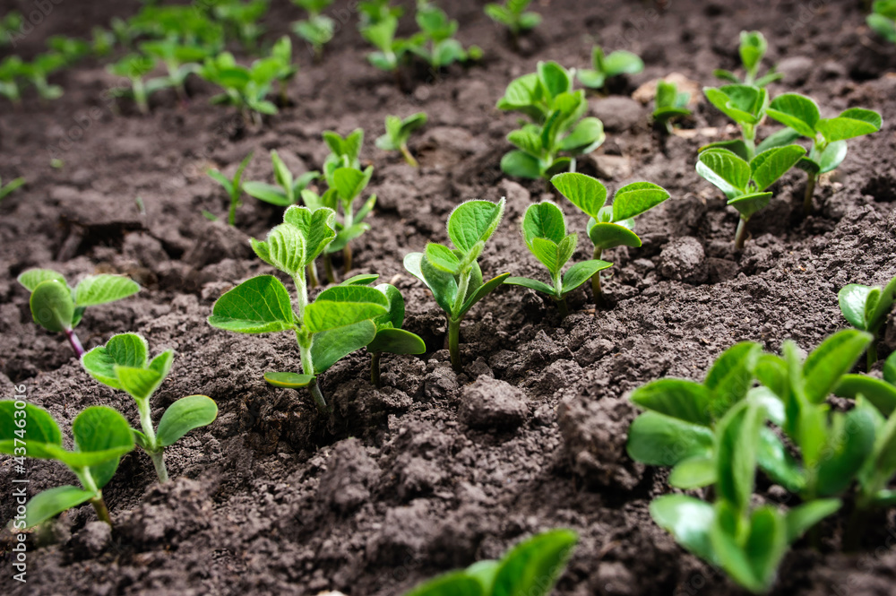 First leaves of soybean spring from the ground First leaves of soybean spring from the ground