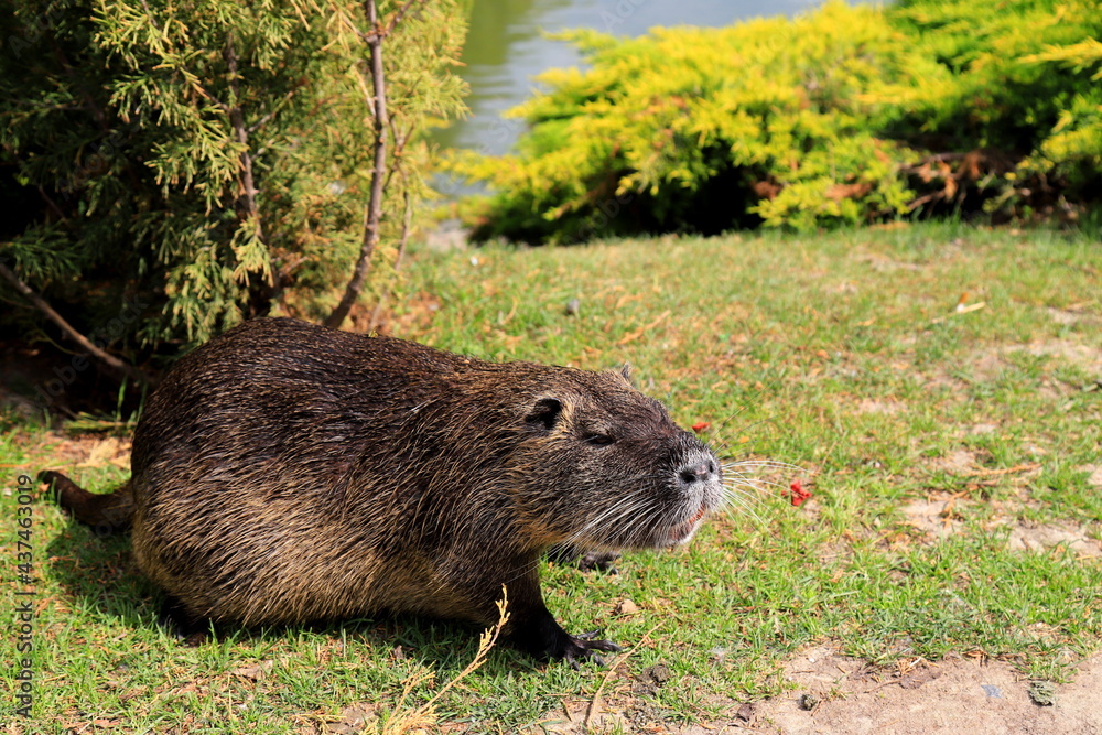 Nutria with long black fur, otter, marsh beaver eat carrots. Water rat, muskrat sits in the park, zoo, forest in summer. Nutria with long black fur, otter, marsh beaver eat carrots. Water rat, muskrat sits in the park, zoo, forest in summer.