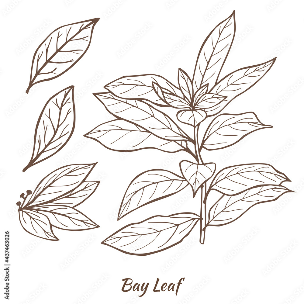 Laurel Branch and Leaves. Bay Leaf in Hand Drawn Style for Surface Design Fliers Prints Cards Banners. Vector Illustration