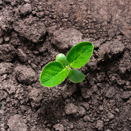 Obraz na plátně First goodness leaves of soybean growing from the ground