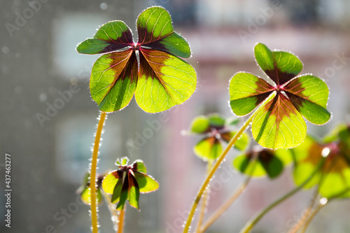 Oxalis tetraphylla - false shamrocks, four-leaf clover, lucky clover, lucky leaf photo