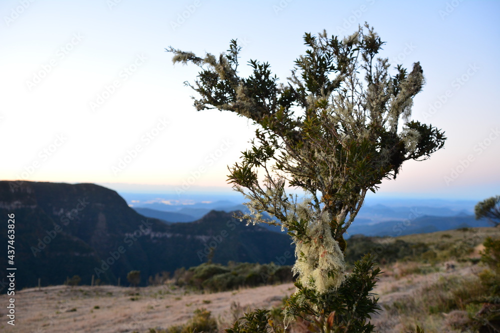 Obraz premium trees in the mountains