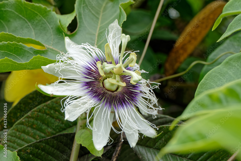 Obraz premium Fleur du fruit de la passion ou grenadille en Guyane française.