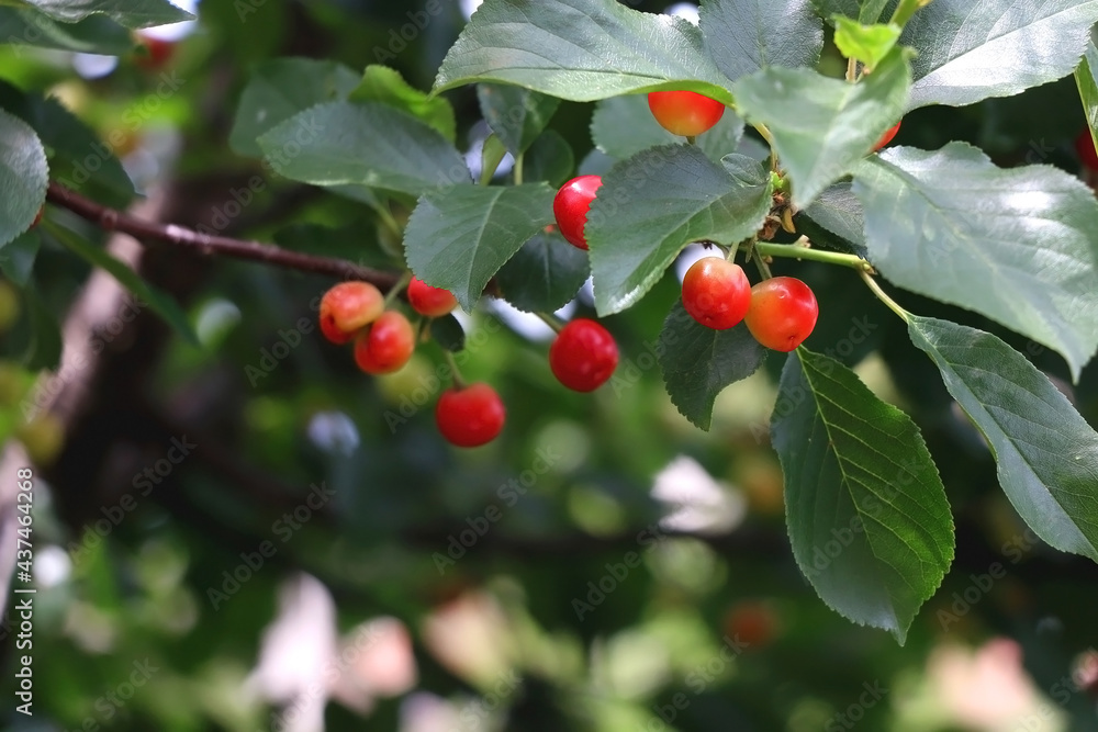 Cherries growing on a tree. Selective focus. Cherries growing on a tree. Selective focus.