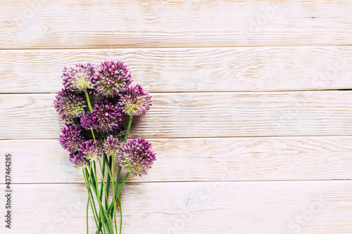 Wild blooming onion on a white wooden background. Spicy  aromatic herbs