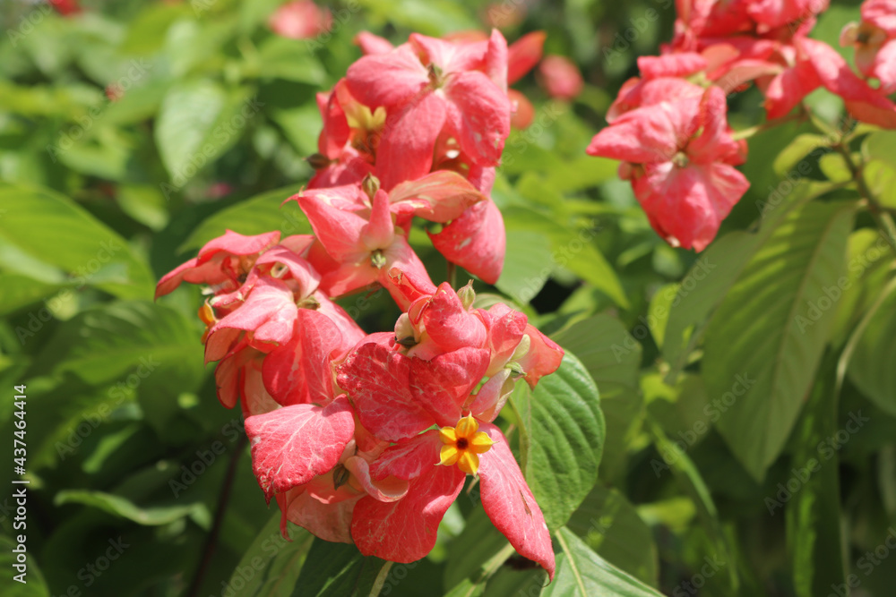 Fototapeta premium Red hydrangea on green background.