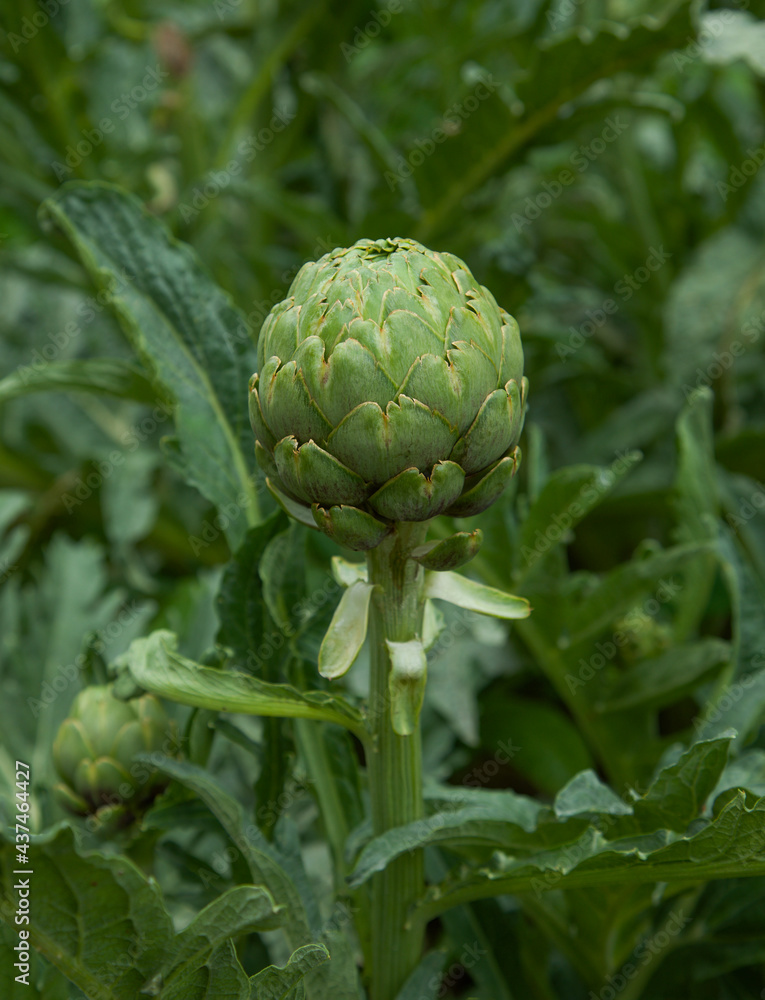 Fototapeta premium Fresh artichoke in garden. Horticulture artichokes, close up shot of green artichoke. Healthy vegetables diet. Organic home gardening.