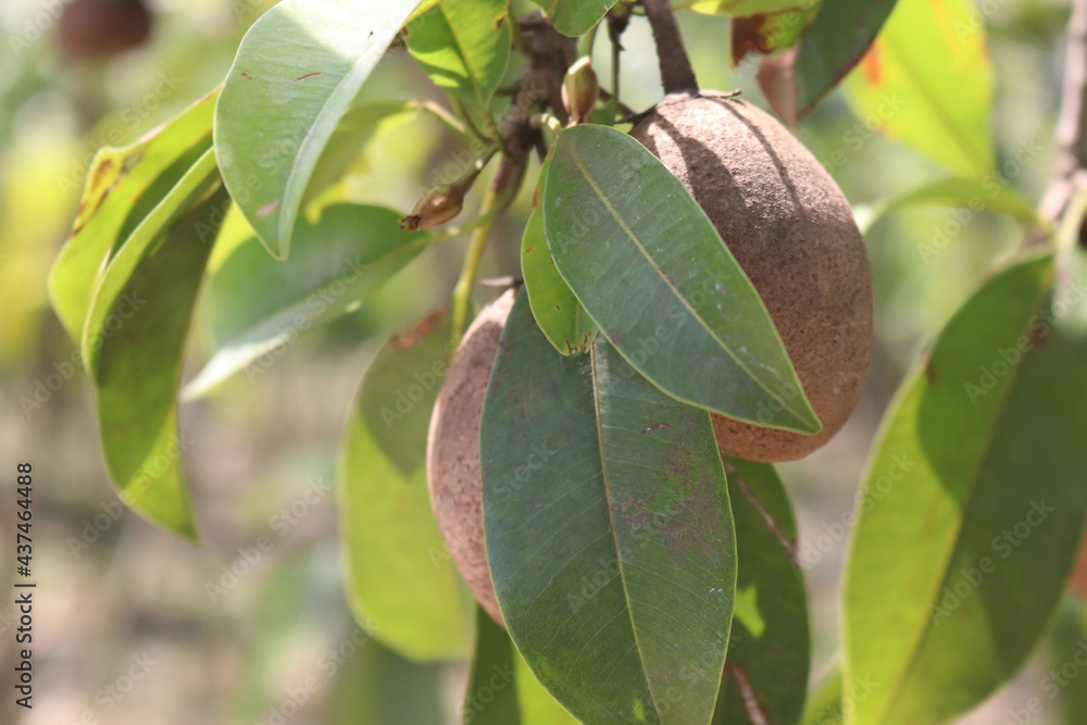 sapodilla plum or chiko on the tree with green leaves in the garden. sapodilla plum or chiko on the tree with green leaves in the garden.