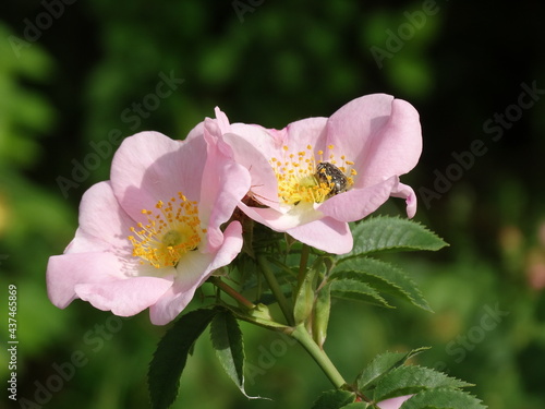 close-up shot Prairie Rose Rosa arkansana