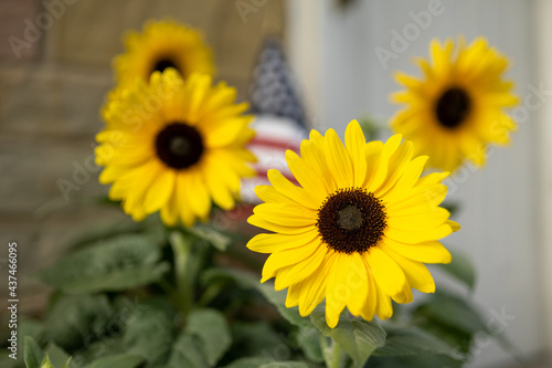 sunflowers in the garden near the American Flag