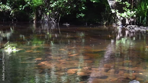 Video of mosquitos flying above the river at Rivelin Valley near Sheffield in South Yorkshire. 4K video footage of water flowing in stream. Insects. Nature.