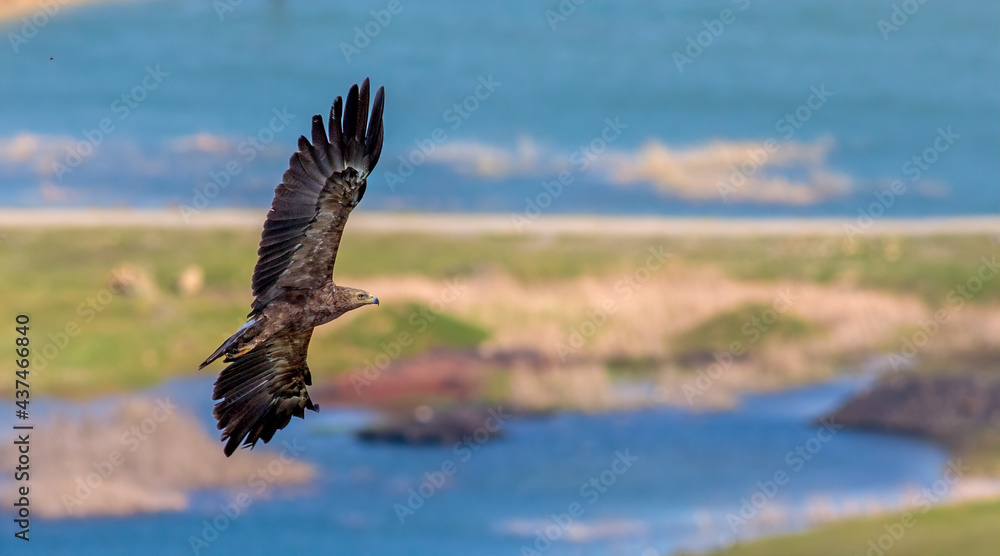 Eagle Eagle