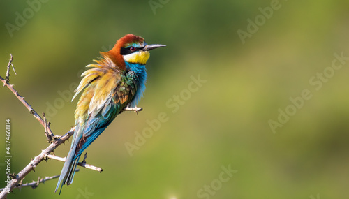  bee-eater © bora