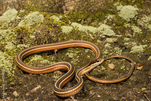 Eastern Ribbon Snake (Thamnophis saurita) photo